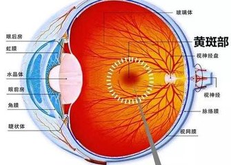【科普】老年性黃斑變性可以治好嗎？